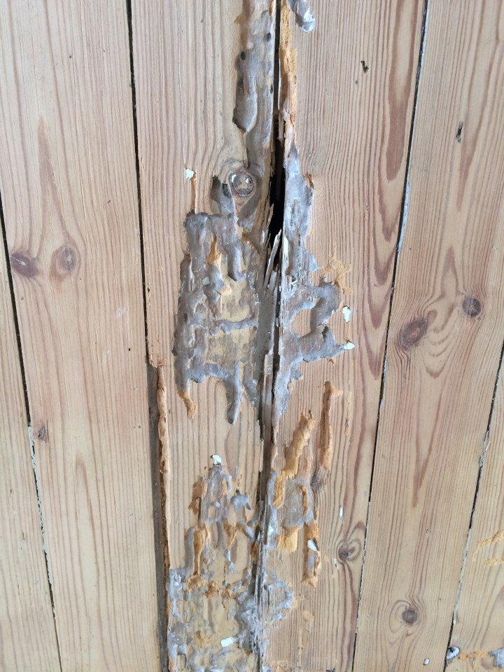 Damaged floor boards, insect damage to wood