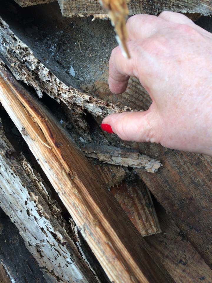 Insect Damage, friable floor boards,